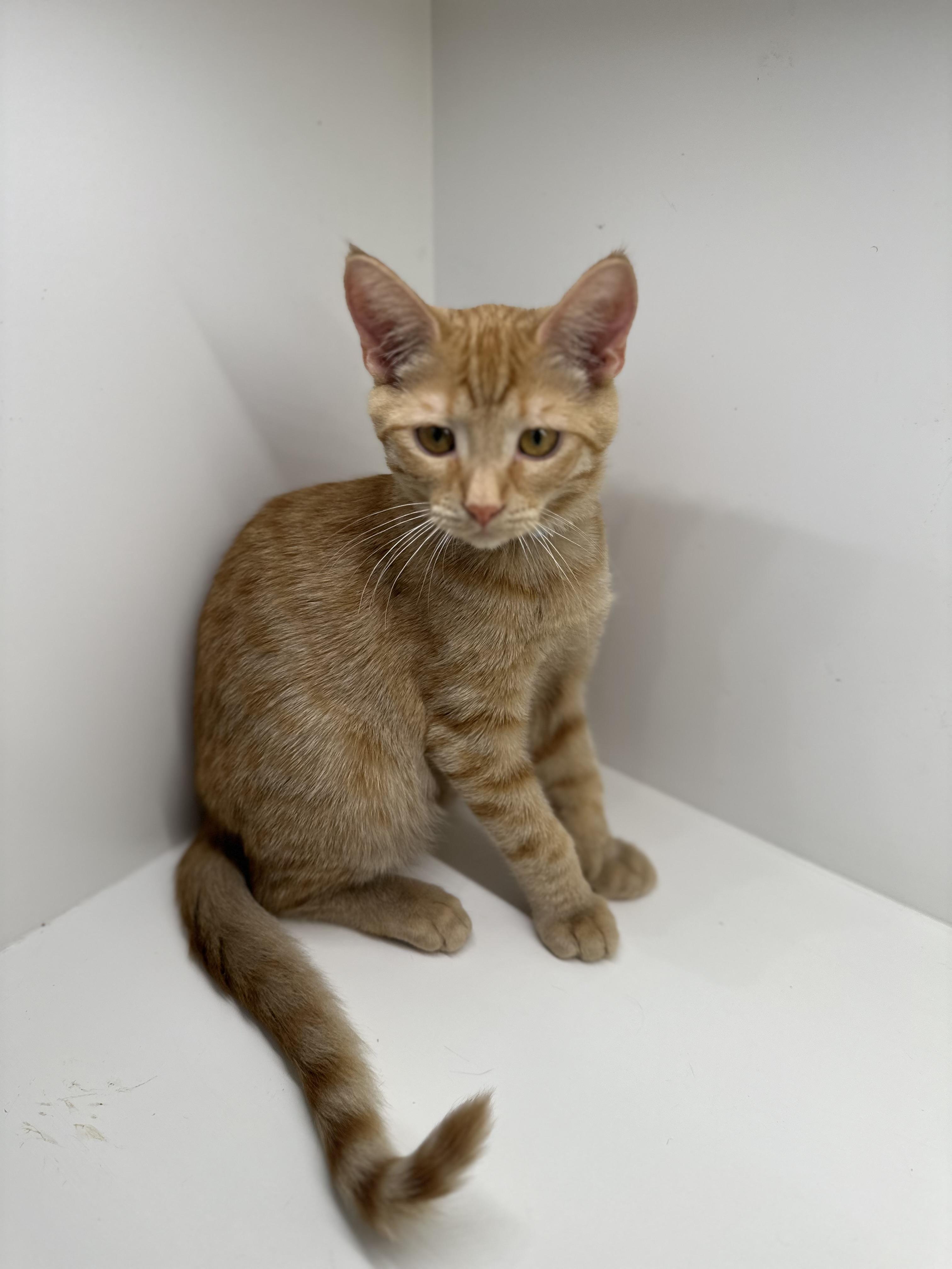 Enlarge Oakley, a Adoptable Domestic Short Hair in Campbell, CA image 2/4