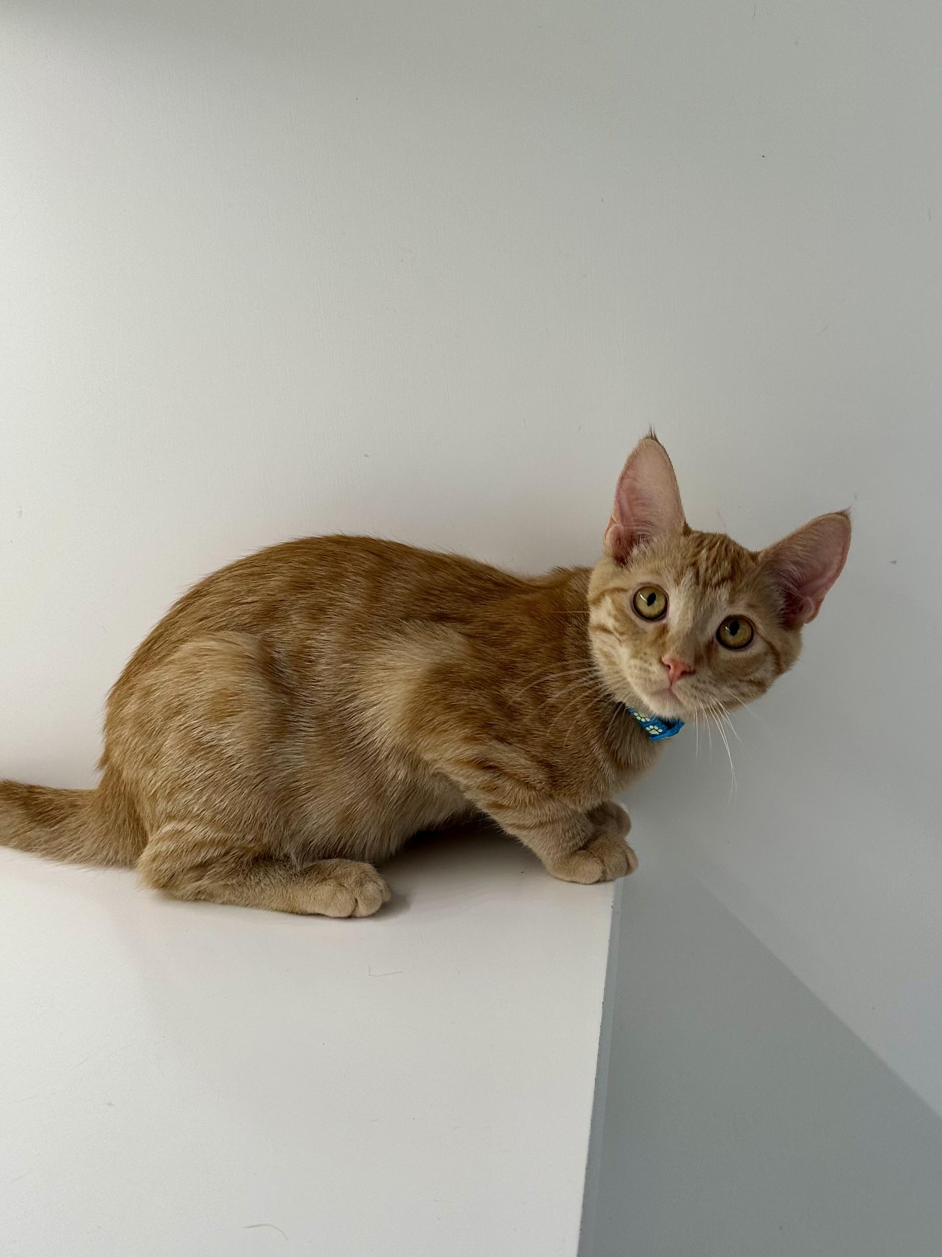 Enlarge Oakley, a Adoptable Domestic Short Hair in Campbell, CA image 1/4