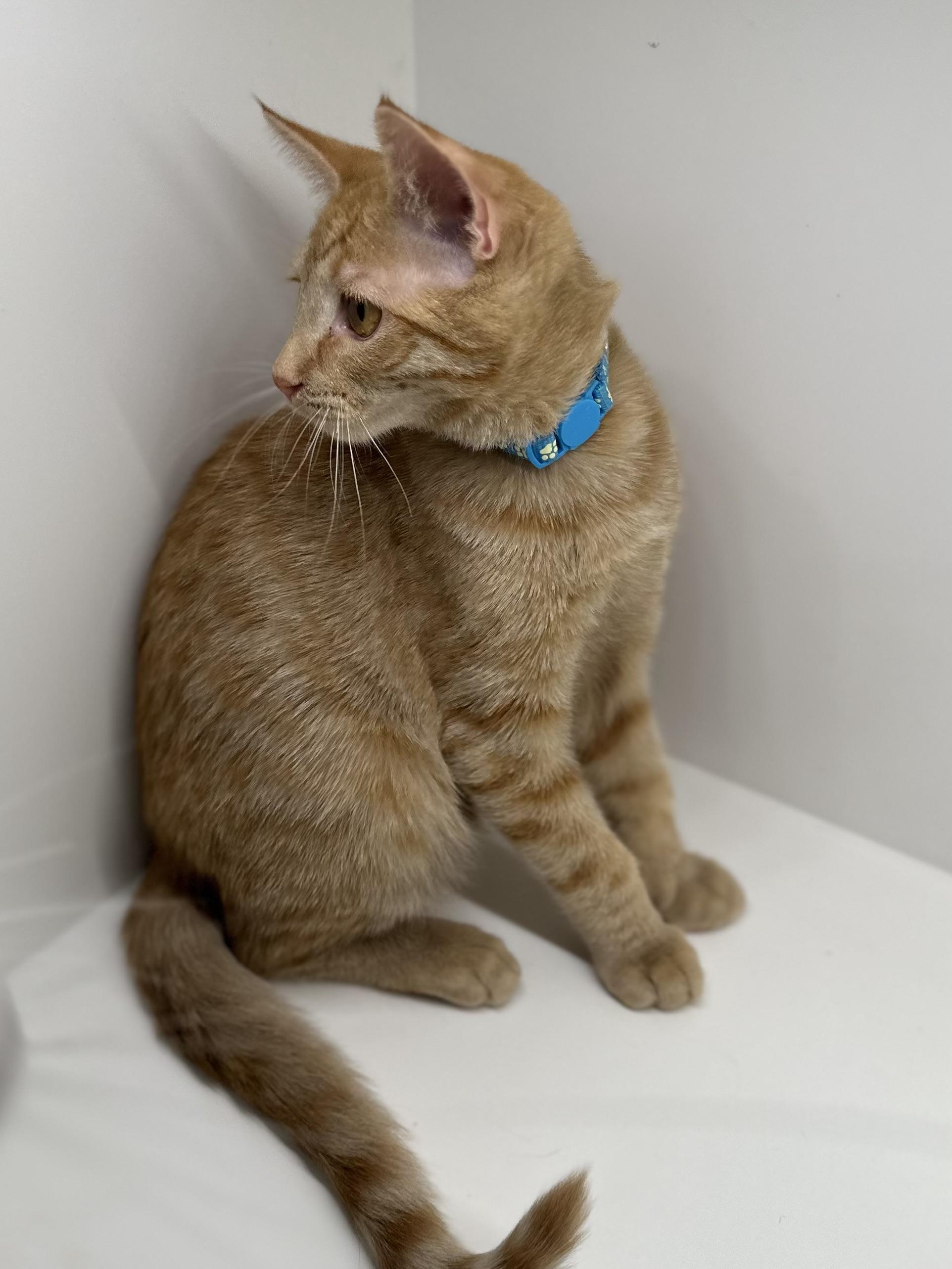 Enlarge Oakley, a Adoptable Domestic Short Hair in Campbell, CA image 3/4