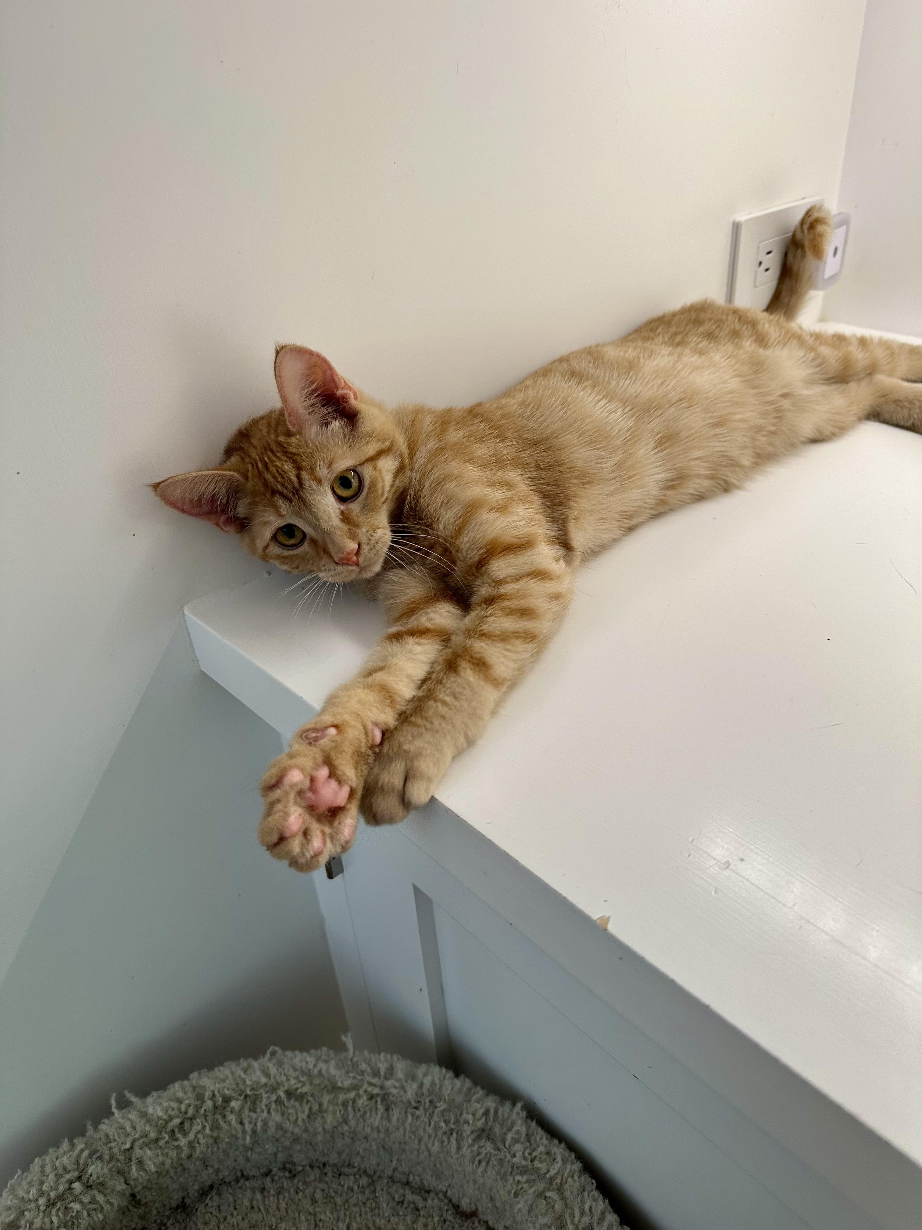 Enlarge Oakley, a Adoptable Domestic Short Hair in Campbell, CA image 4/4