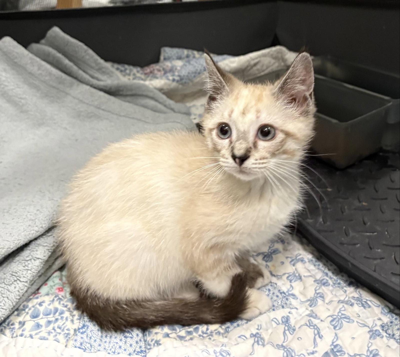 Kora, a Adoptable mixed breed in Mc Cormick, SC image 2/3