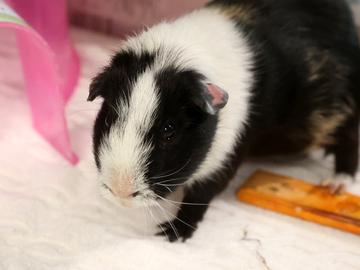 Charcoal, Adoptable, Adult Male Guinea Pig & Guinea Pig.