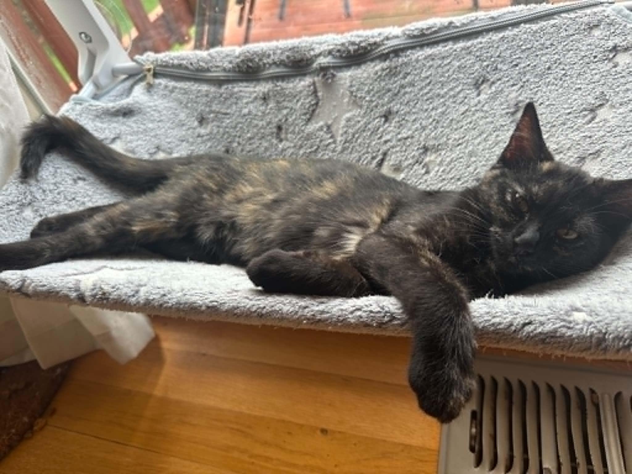 Stella, an adopted Domestic Short Hair in Overland Park, KS image 5/6
