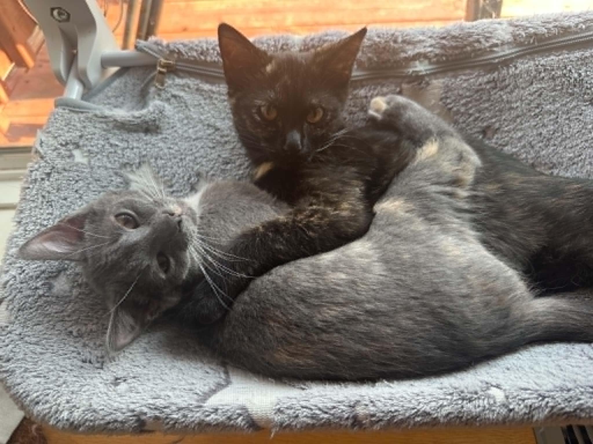Stella, an adopted Domestic Short Hair in Overland Park, KS image 4/6