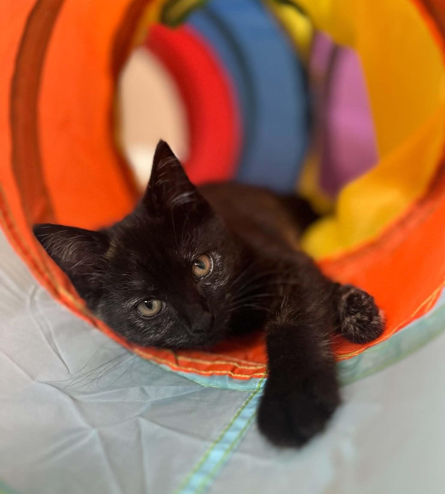 Stella, adopted, Kitten Female Domestic Short Hair.