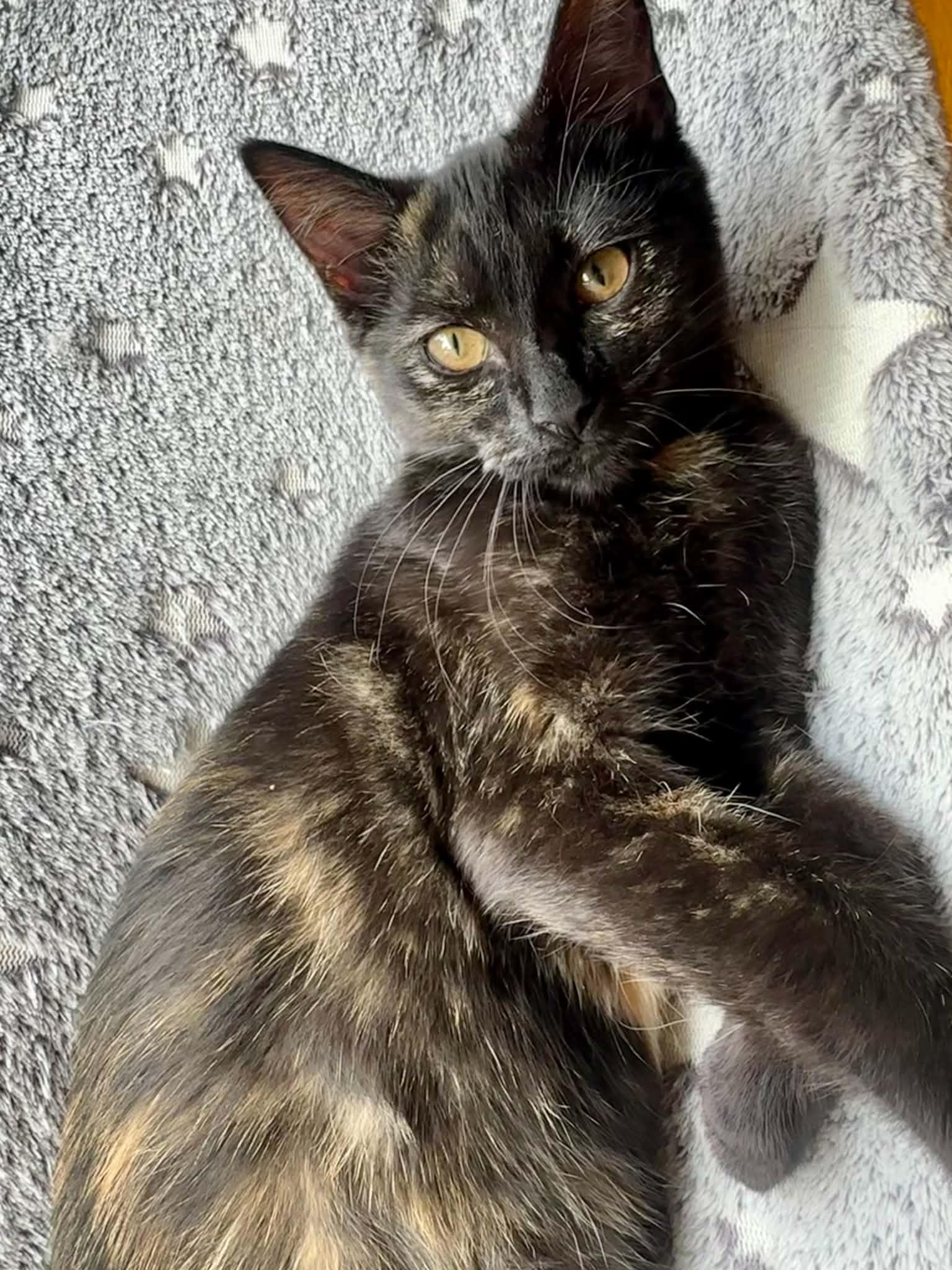 Stella, an adopted Domestic Short Hair in Overland Park, KS image 2/6