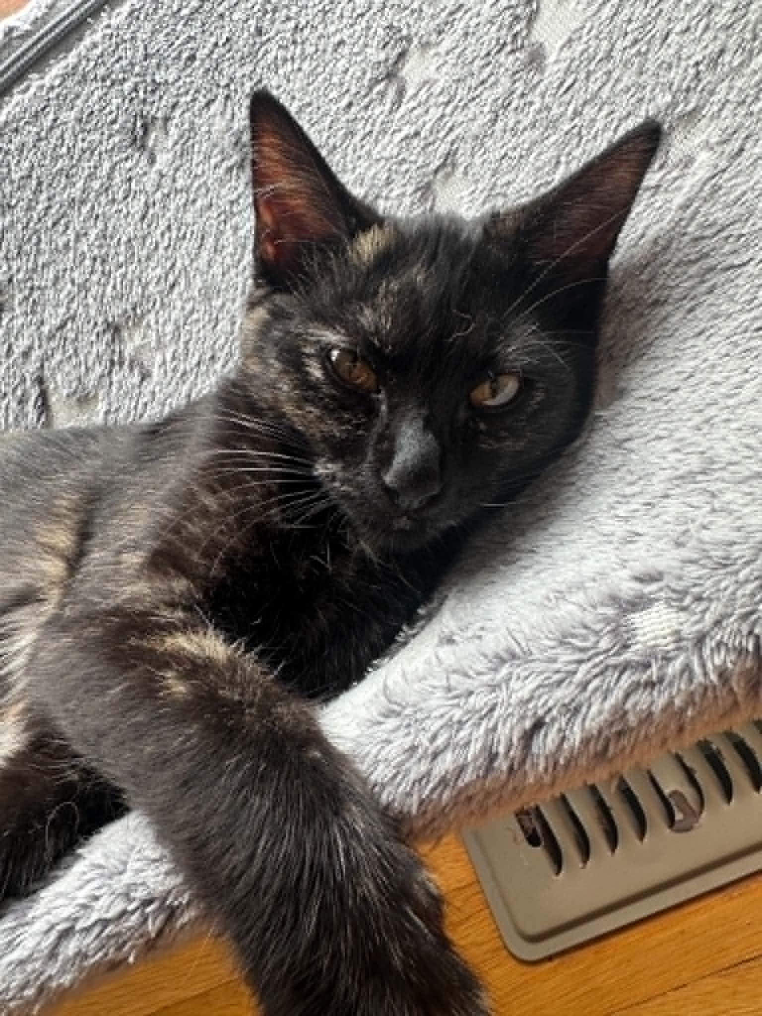 Stella, an adopted Domestic Short Hair in Overland Park, KS image 6/6