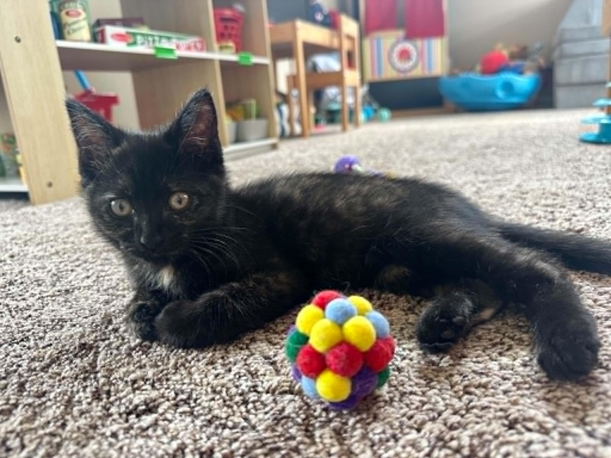 Stella, an adopted Domestic Short Hair in Overland Park, KS image 3/6