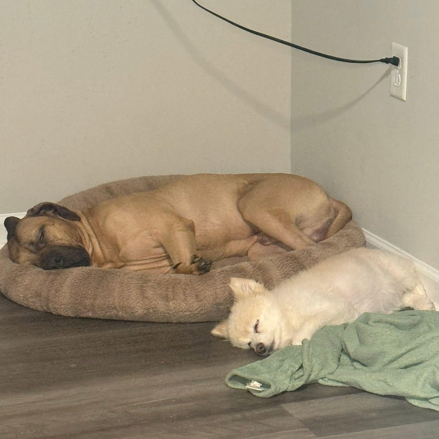 King, adopted, Adult Male Boerboel.