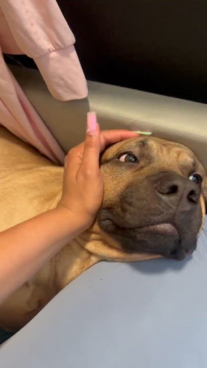 Enlarge King, an adopted mixed breed in Middletown, NJ video 6/6
