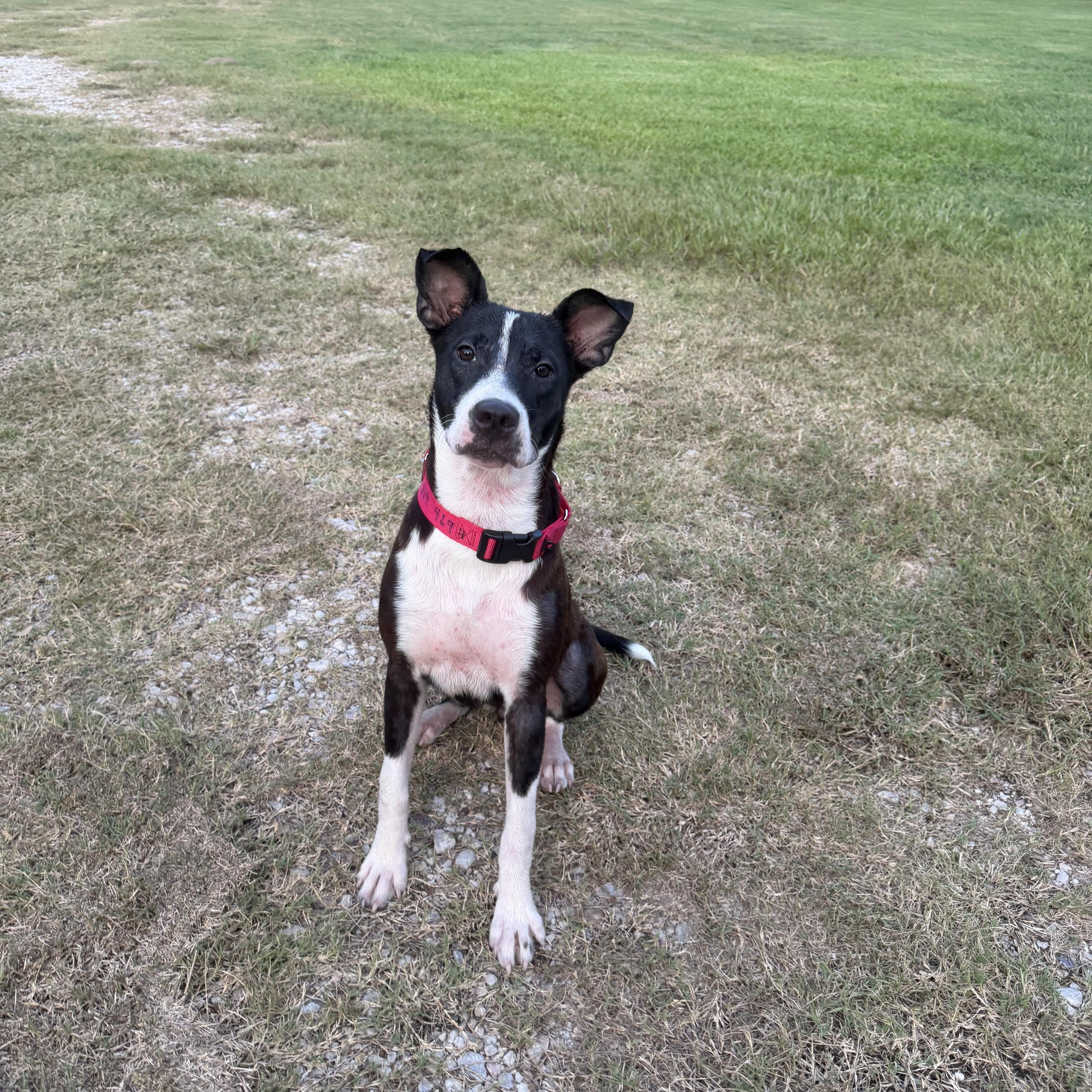 Barley, Adoptable, Adult Female Rat Terrier.