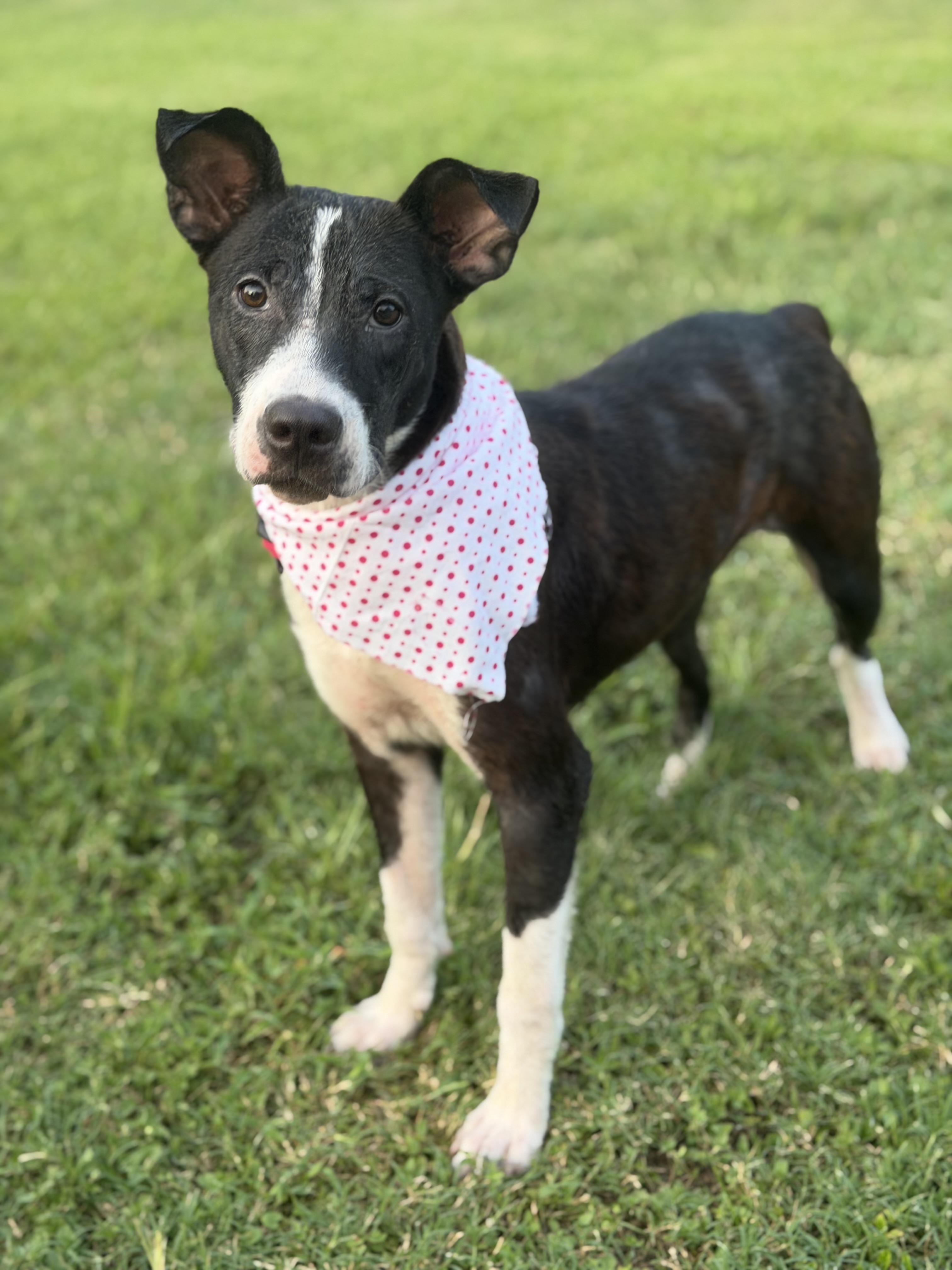 Enlarge Barley, a Adoptable mixed breed in Pittsburgh, PA image 2/3