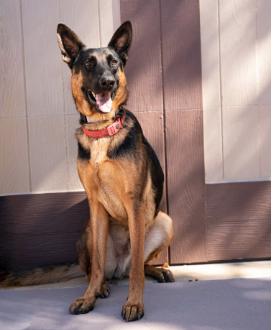Enlarge XANDER AND PHOENIX- 2 BROTHERS SEEKING THEIR HAPPILY EVER AFTER, an adoptable German Shepherd Dog in encinitas, CA image 2/6