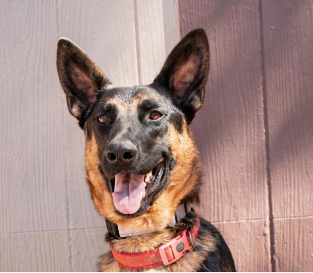 Enlarge XANDER AND PHOENIX- 2 BROTHERS SEEKING THEIR HAPPILY EVER AFTER, an adoptable German Shepherd Dog in encinitas, CA image 1/6