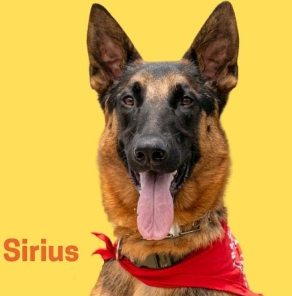 Help! Needs a foster home IMMEDIATELY (or a forever home)