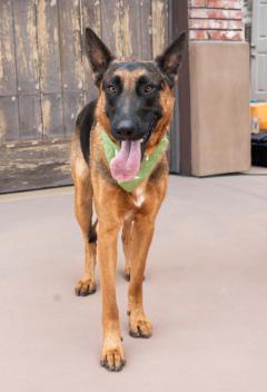 Enlarge XANDER AND PHOENIX- 2 BROTHERS SEEKING THEIR HAPPILY EVER AFTER, an adoptable German Shepherd Dog in encinitas, CA image 6/6
