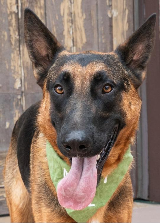 Enlarge XANDER AND PHOENIX- 2 BROTHERS SEEKING THEIR HAPPILY EVER AFTER, an adoptable German Shepherd Dog in encinitas, CA image 5/6