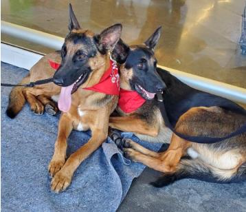 Enlarge XANDER AND PHOENIX- 2 BROTHERS SEEKING THEIR HAPPILY EVER AFTER, an adoptable German Shepherd Dog in encinitas, CA image 4/6