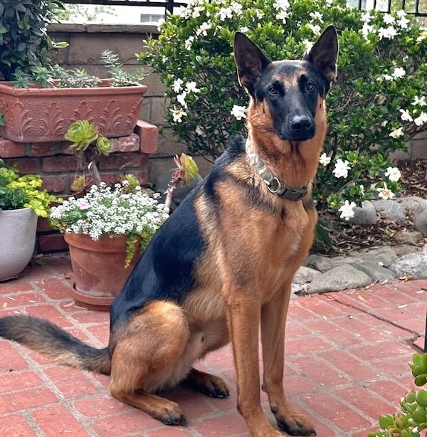 Help! Needs a foster home IMMEDIATELY (or a forever home) photo 3