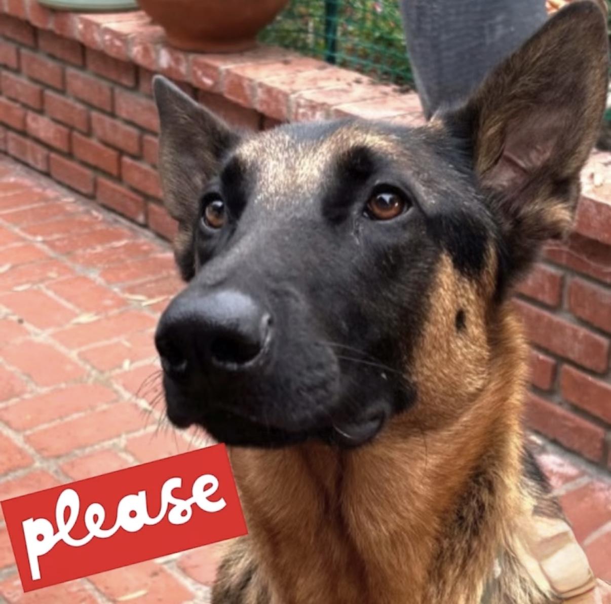 Enlarge Help! Needs a foster home IMMEDIATELY (or a forever home), an adoptable German Shepherd Dog in Pasadena, CA image 2/5