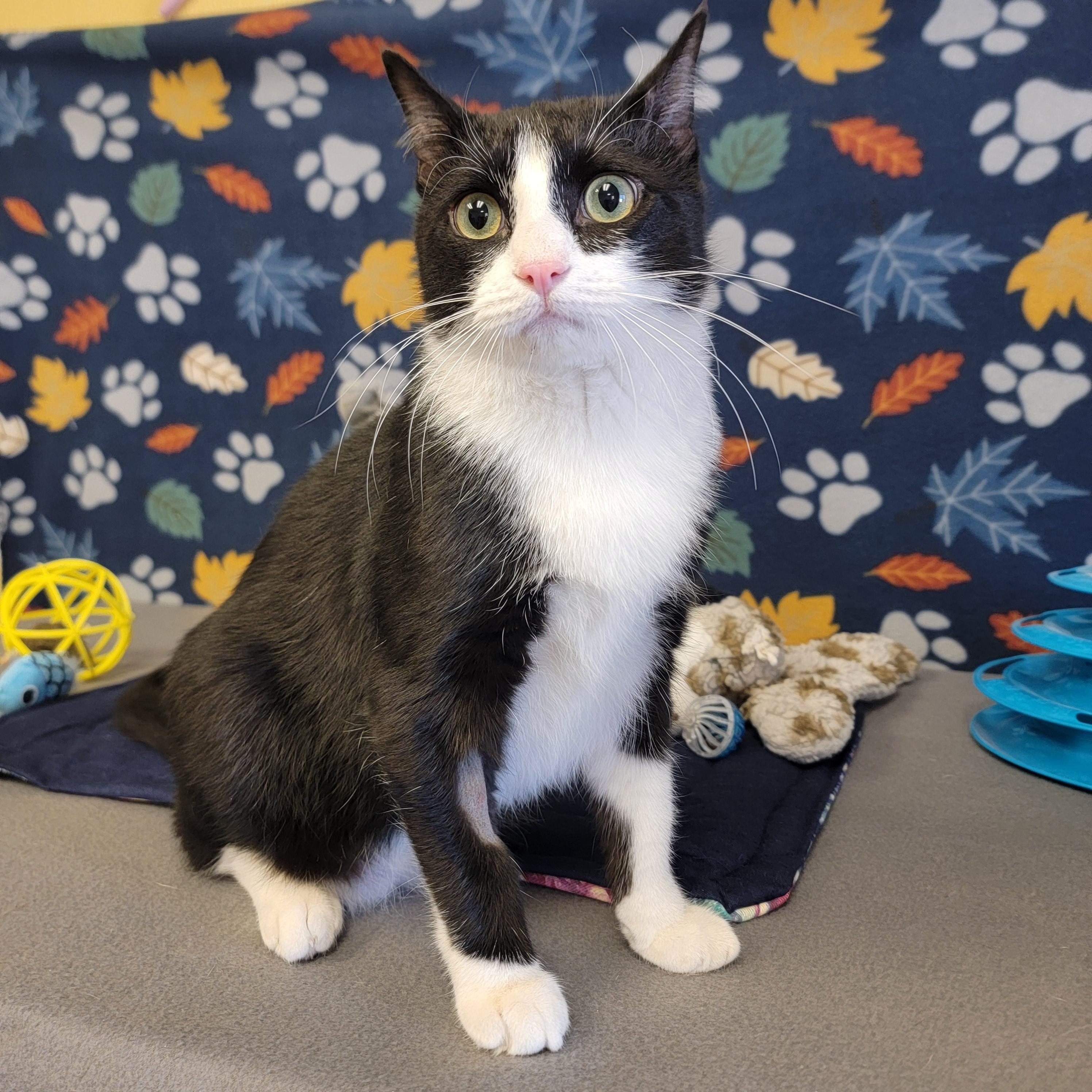 Enlarge Lollipop, an adopted mixed breed in ALPINE, TX image 3/5