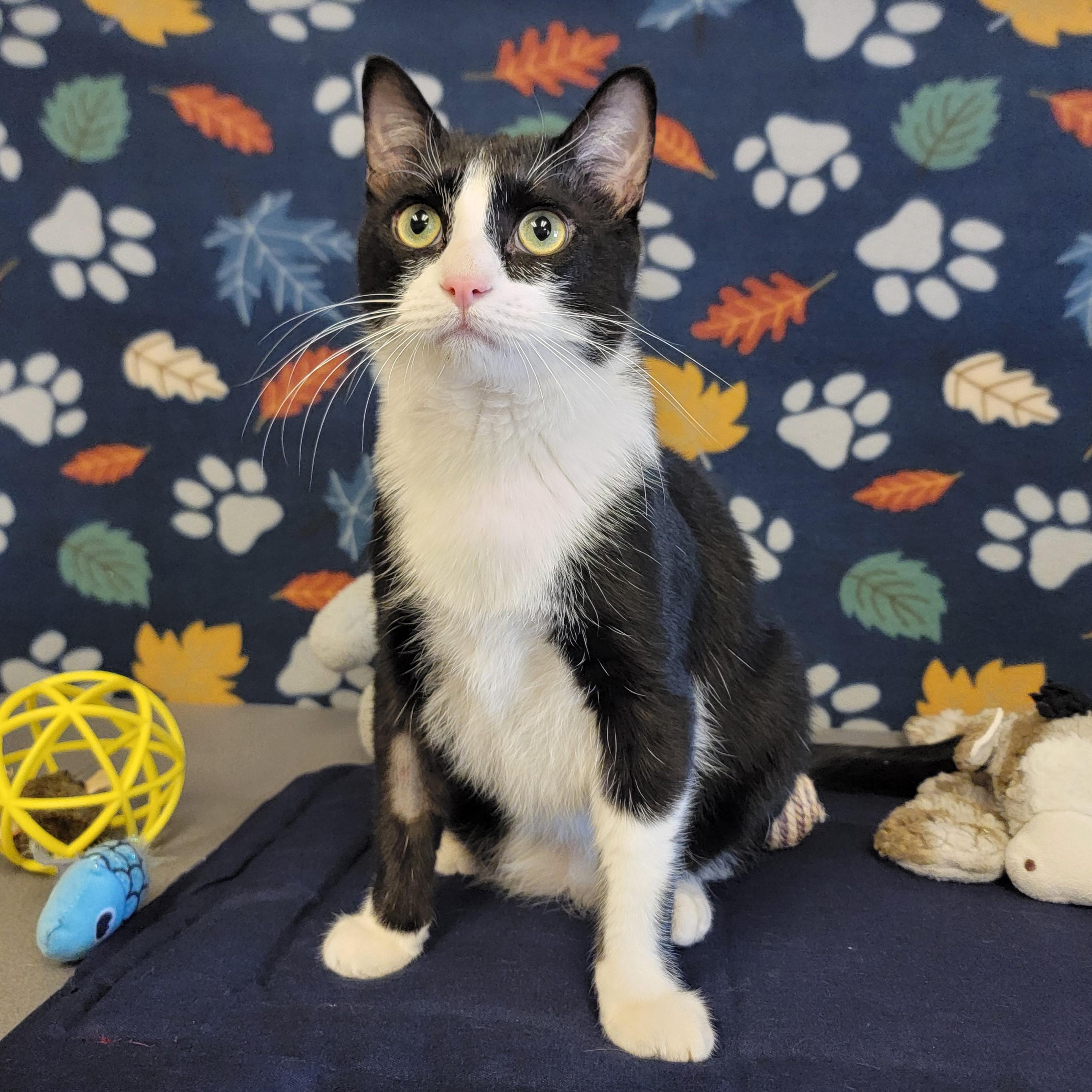 Enlarge Lollipop, an adopted mixed breed in ALPINE, TX image 1/5