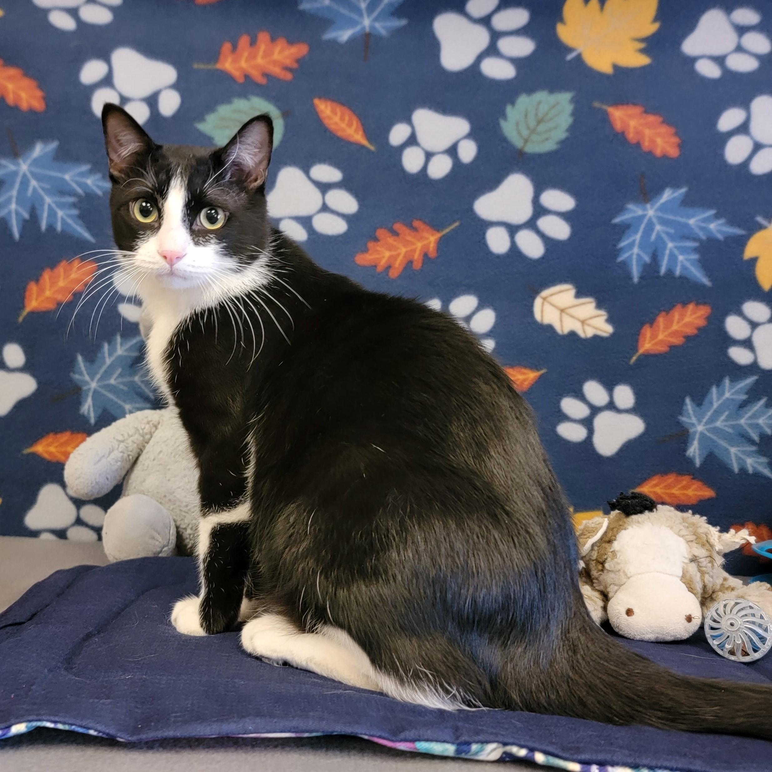 Enlarge Lollipop, an adopted mixed breed in ALPINE, TX image 4/5