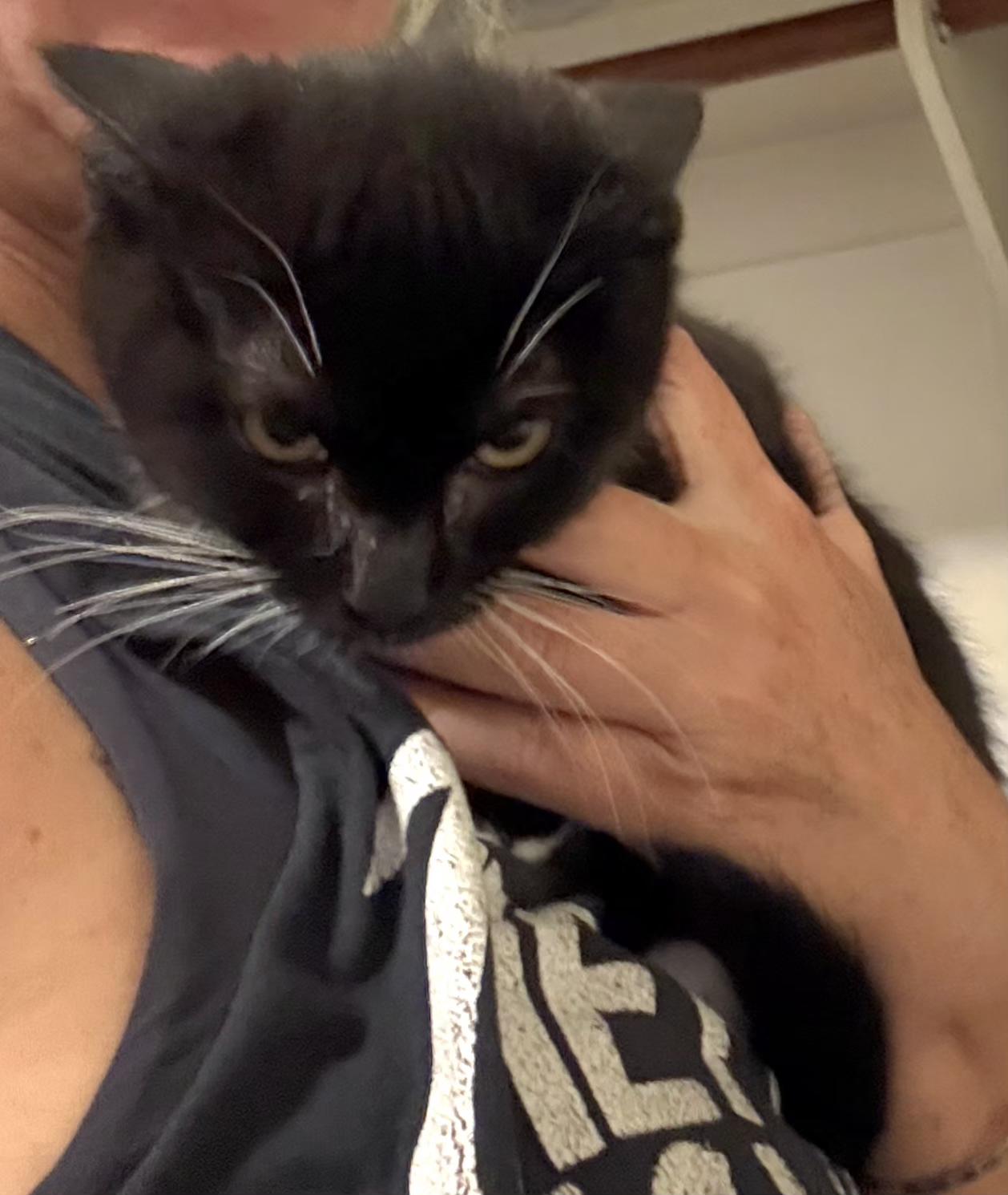 Twin 1, Adoptable, Kitten Male Domestic Short Hair.