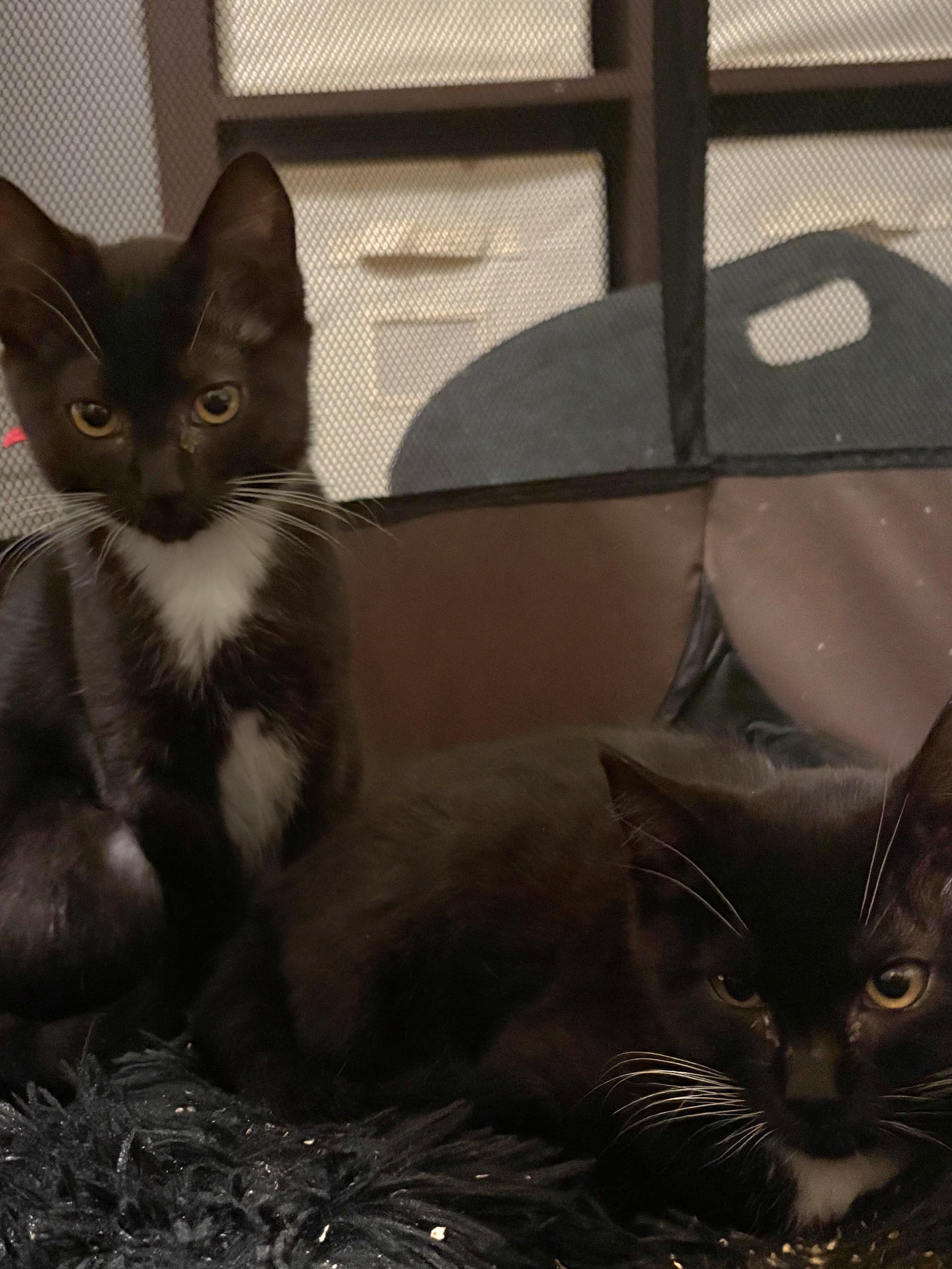Enlarge Twin 1, a Adoptable Domestic Short Hair in Springfield, OR image 2/4