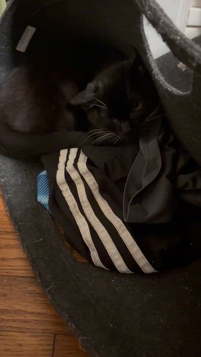 Enlarge Twin 1, a Adoptable Domestic Short Hair in Springfield, OR video 3/4