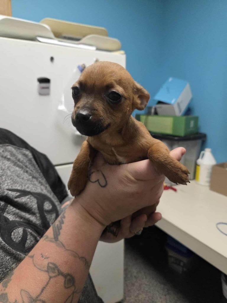 Enlarge Tiny, a Adopted mixed breed in Kendallville, IN image 1/1