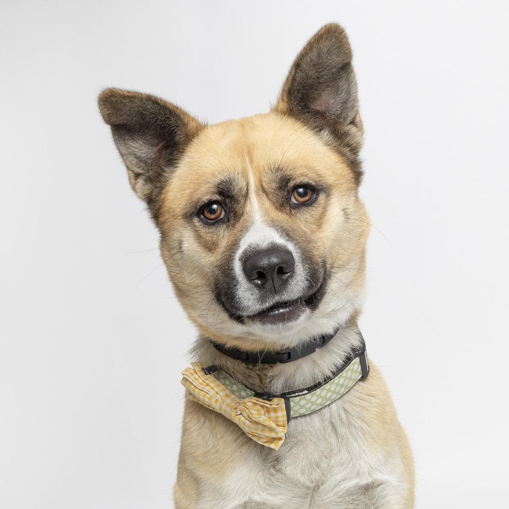 Kimchi, Adoptable, Young Female Mixed Breed.