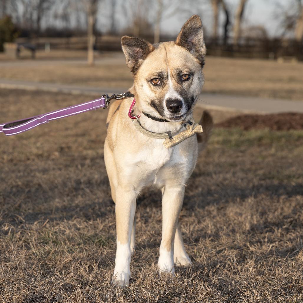 Enlarge Kimchi, a Adoptable Mixed Breed in Franklin, TN image 2/4