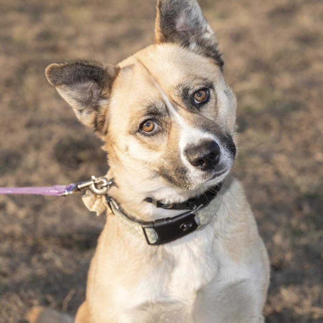 Enlarge Kimchi, a Adoptable Mixed Breed in Franklin, TN image 4/4