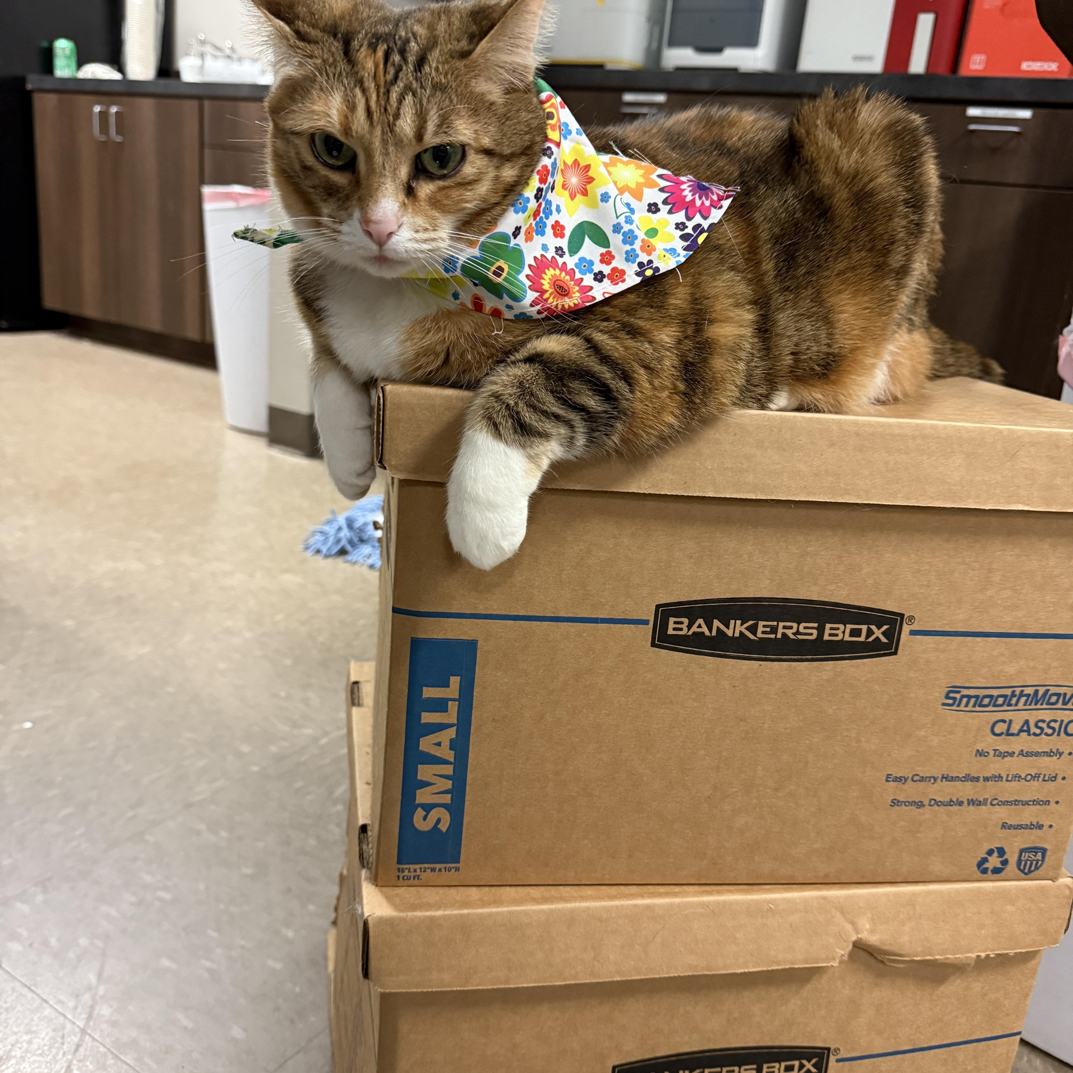 Enlarge Callie, an adopted Domestic Short Hair in Nolensville, TN image 1/5