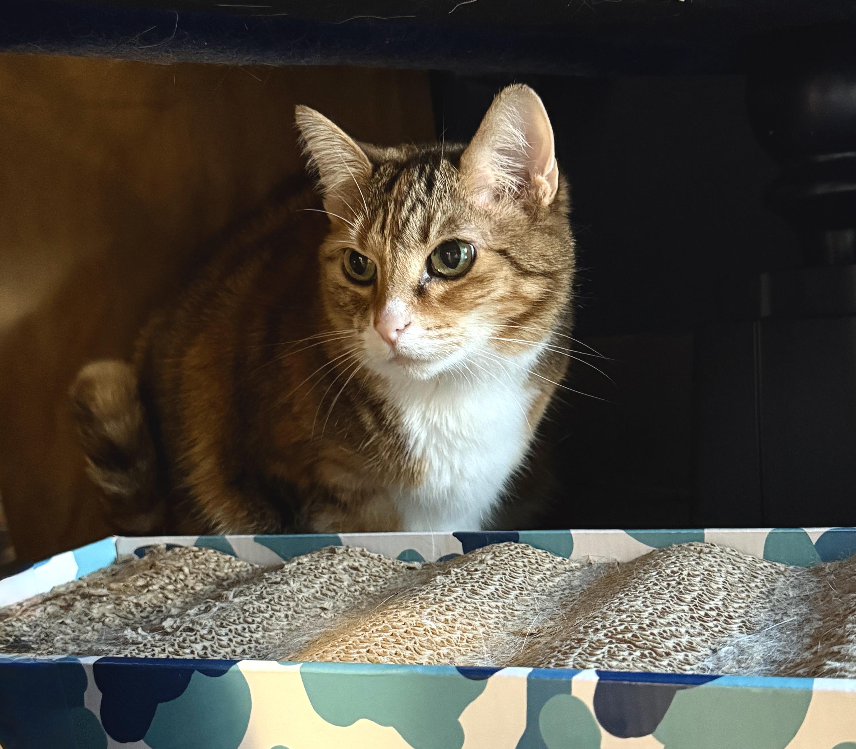 Enlarge Callie, an adopted Domestic Short Hair in Nolensville, TN image 2/5