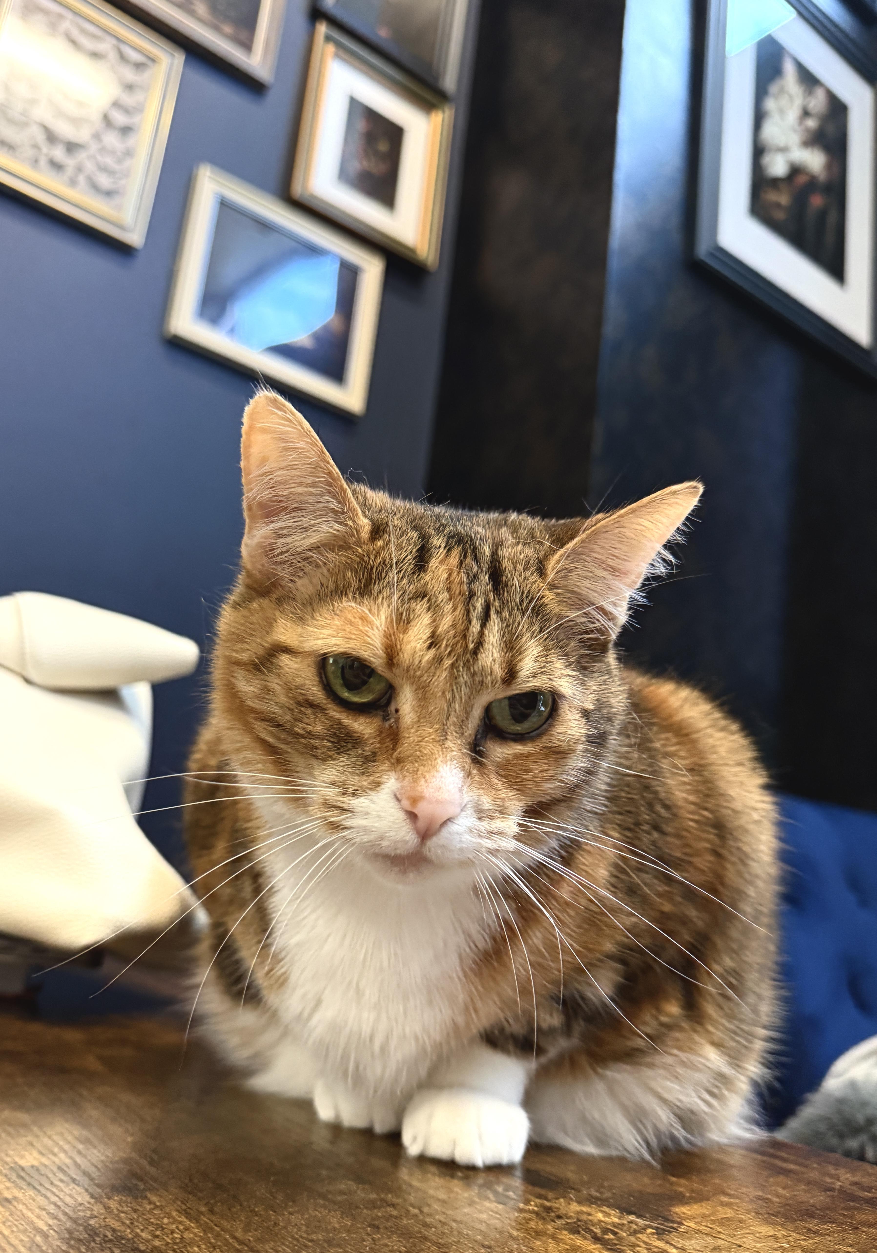 Enlarge Callie, an adopted Domestic Short Hair in Nolensville, TN image 3/5