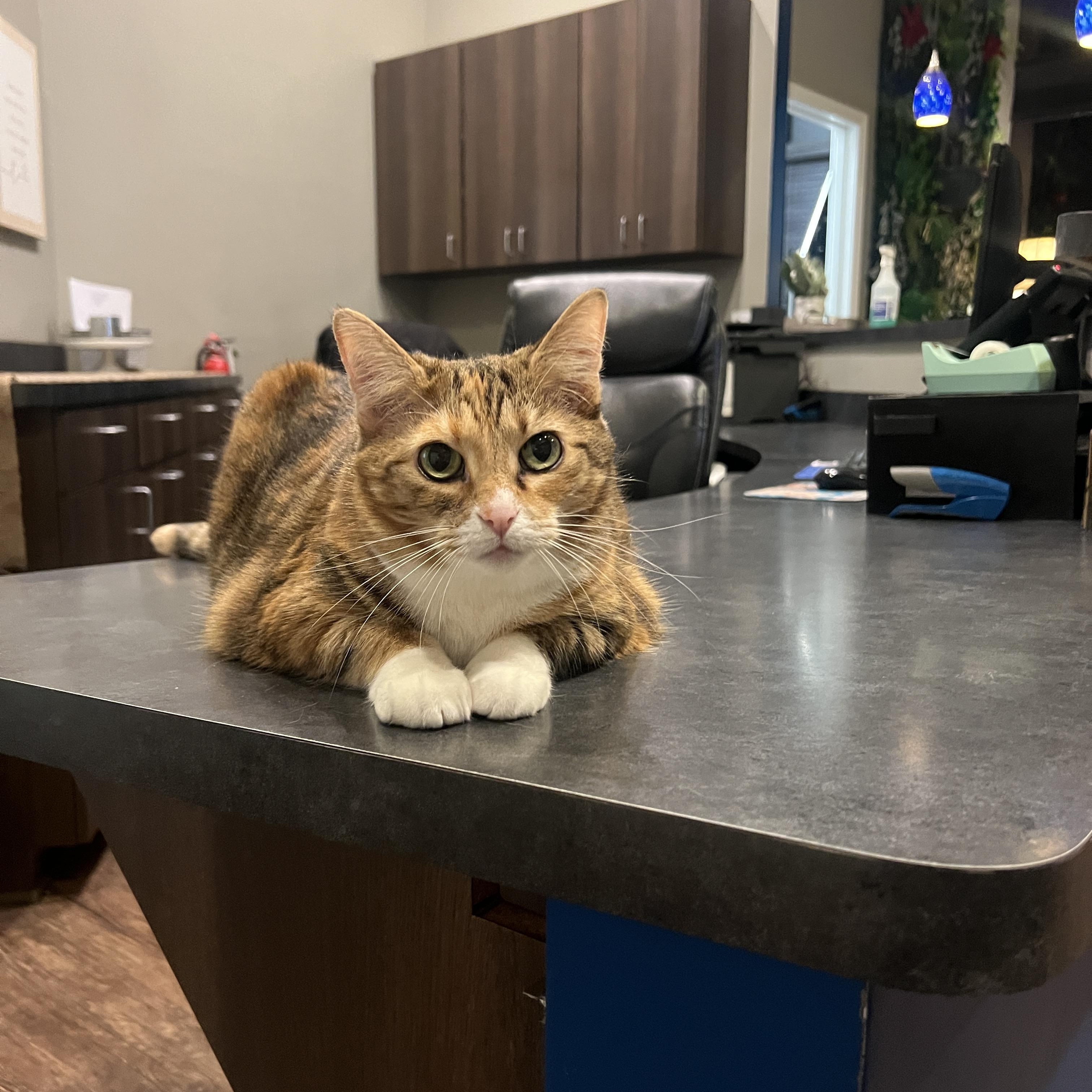 Enlarge Callie, an adopted Domestic Short Hair in Nolensville, TN image 4/5