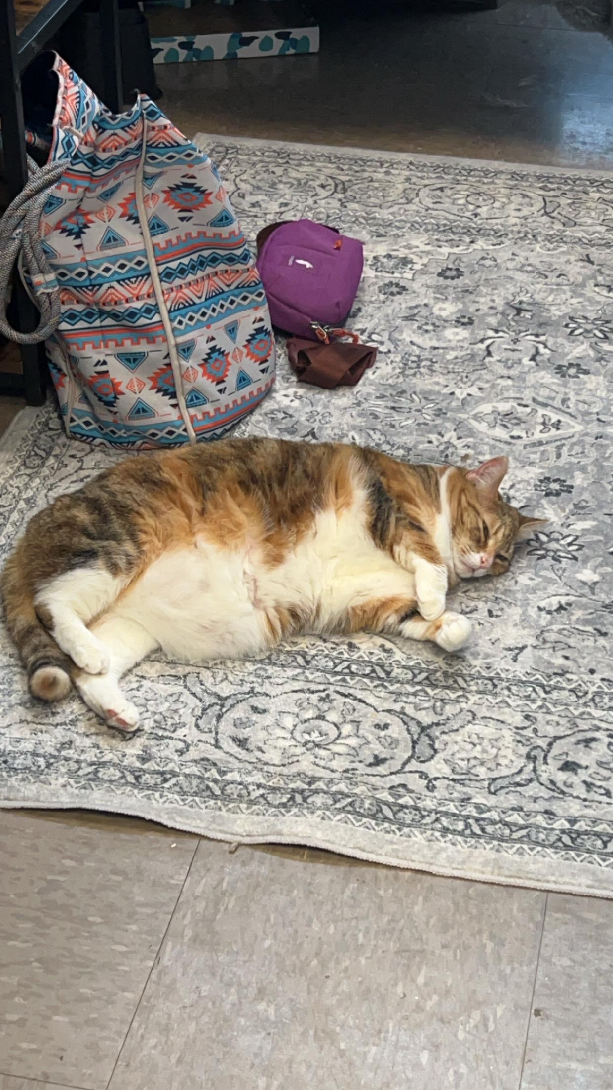 Enlarge Callie, an adopted Domestic Short Hair in Nolensville, TN image 5/5