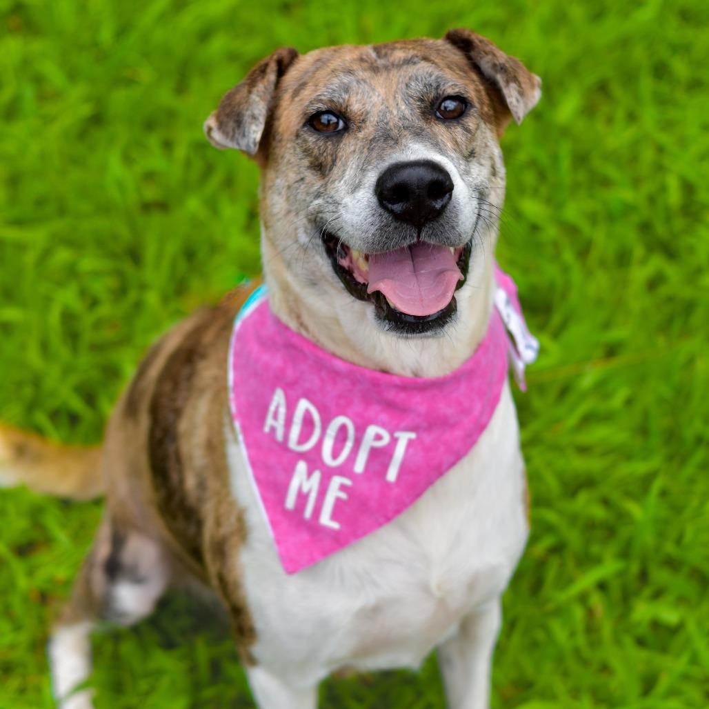 Darling, a Adoptable mixed breed in Kailua Kona, HI image 1/5
