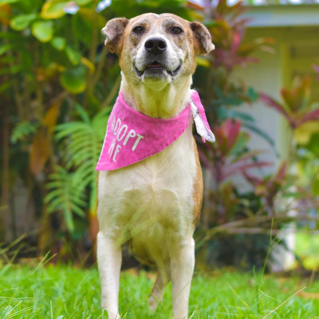 Darling, a Adoptable mixed breed in Kailua Kona, HI image 2/5