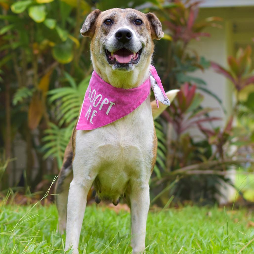 Darling, a Adoptable mixed breed in Kailua Kona, HI image 3/5