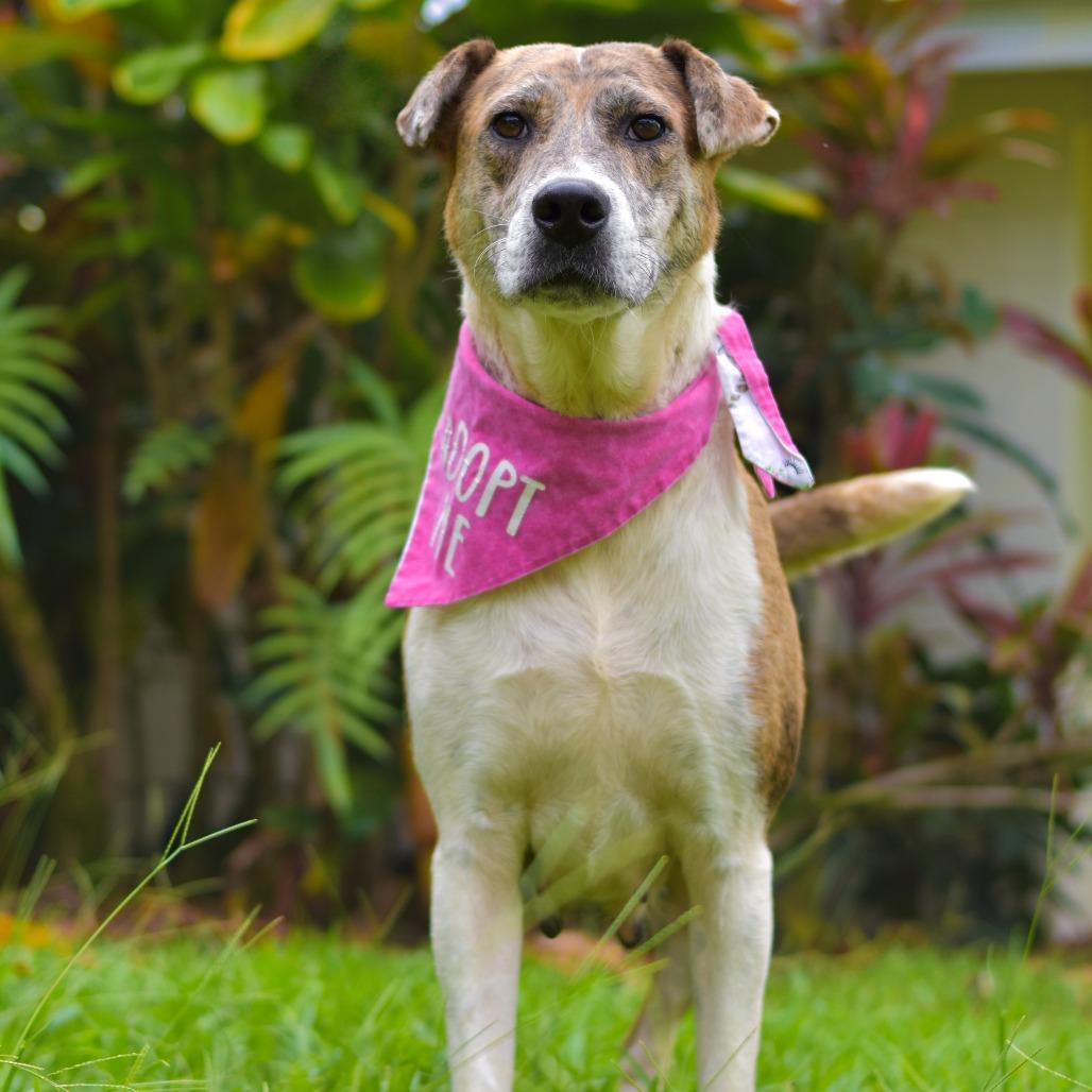 Darling, a Adoptable mixed breed in Kailua Kona, HI image 4/5