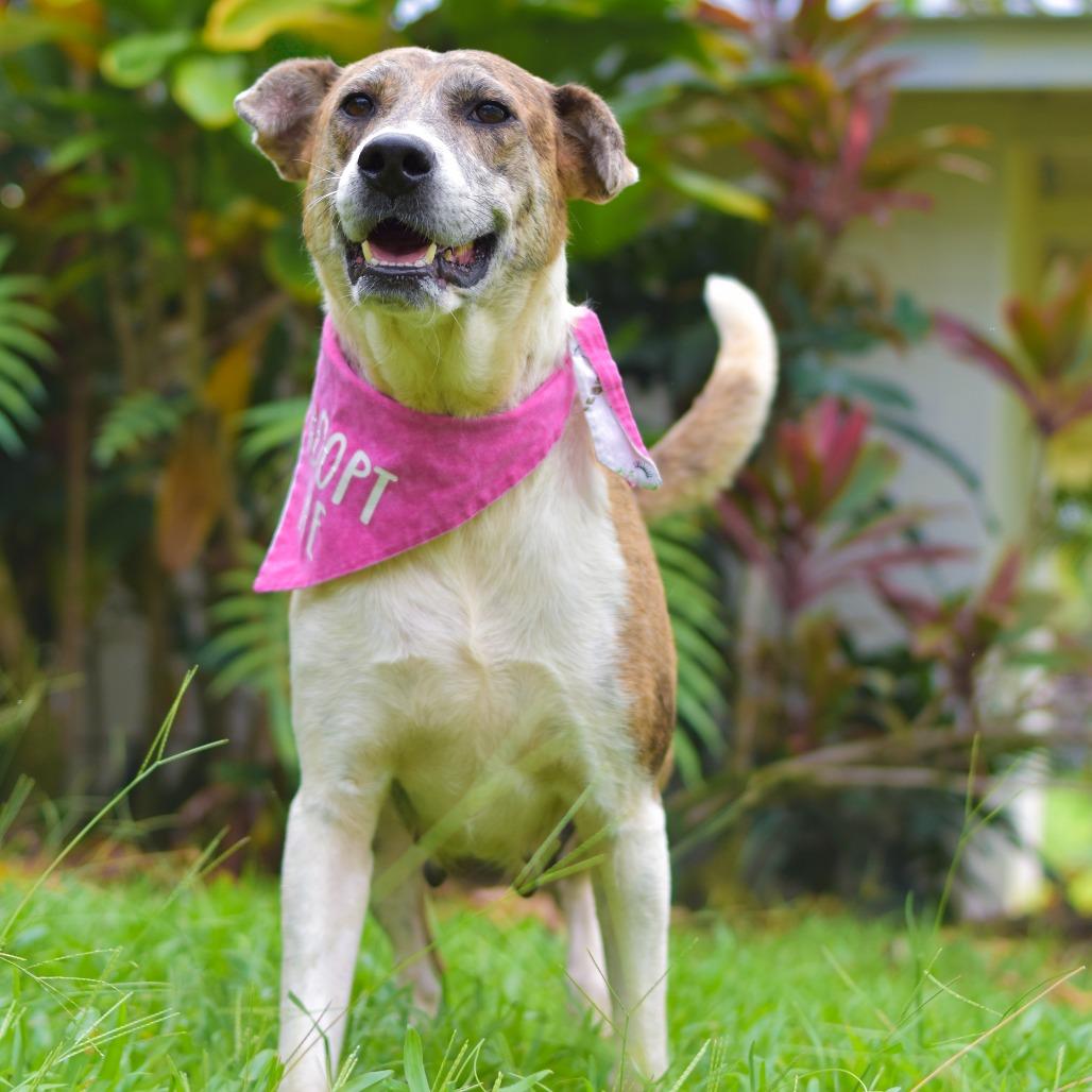 Darling, a Adoptable mixed breed in Kailua Kona, HI image 5/5