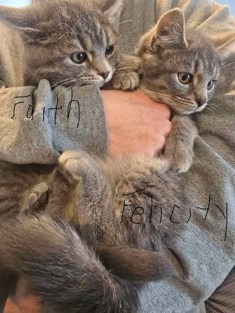 Felicity, Adoptable, Kitten Female Domestic Short Hair.