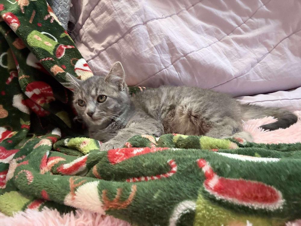 Enlarge Felicity, a Adoptable mixed breed in East Greenville, PA image 2/6