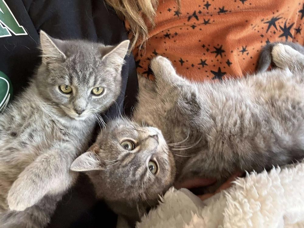 Enlarge Felicity, a Adoptable mixed breed in East Greenville, PA image 3/6