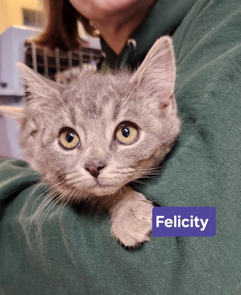 Enlarge Felicity, a Adoptable mixed breed in East Greenville, PA image 4/6