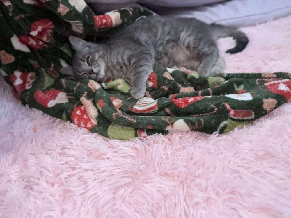 Enlarge Felicity, a Adoptable mixed breed in East Greenville, PA image 5/6