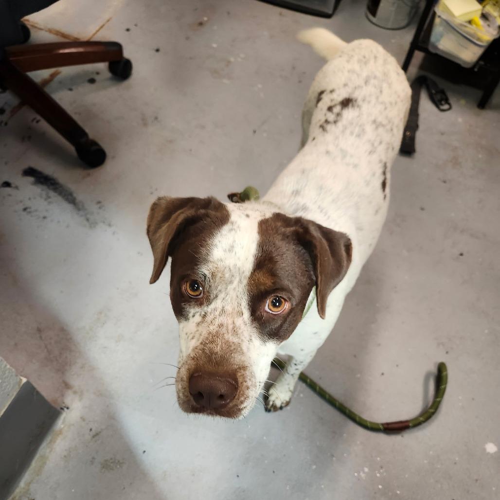 Maya, Adoptable, Adult Female Mixed Breed.